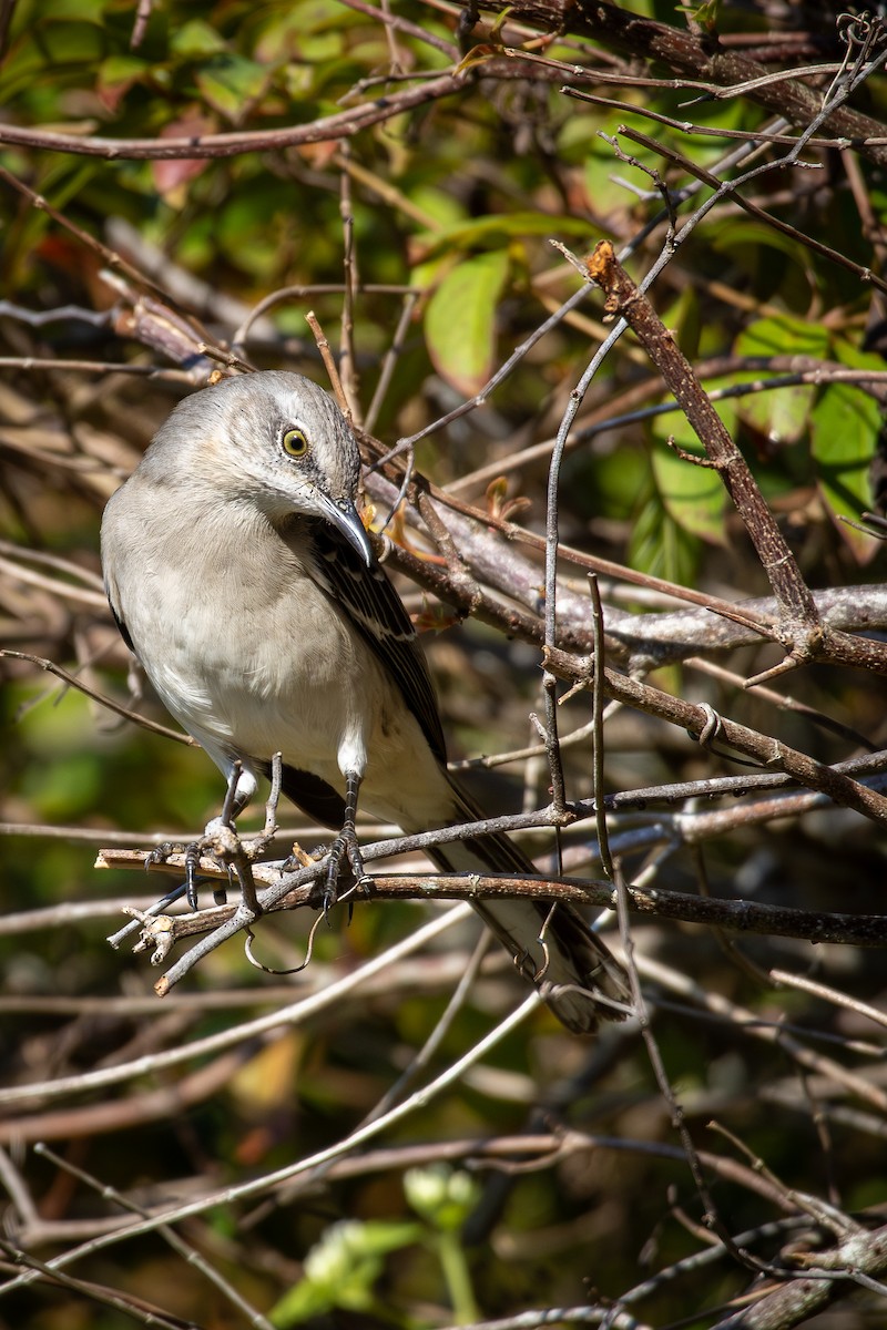 Moqueur polyglotte - ML646538899