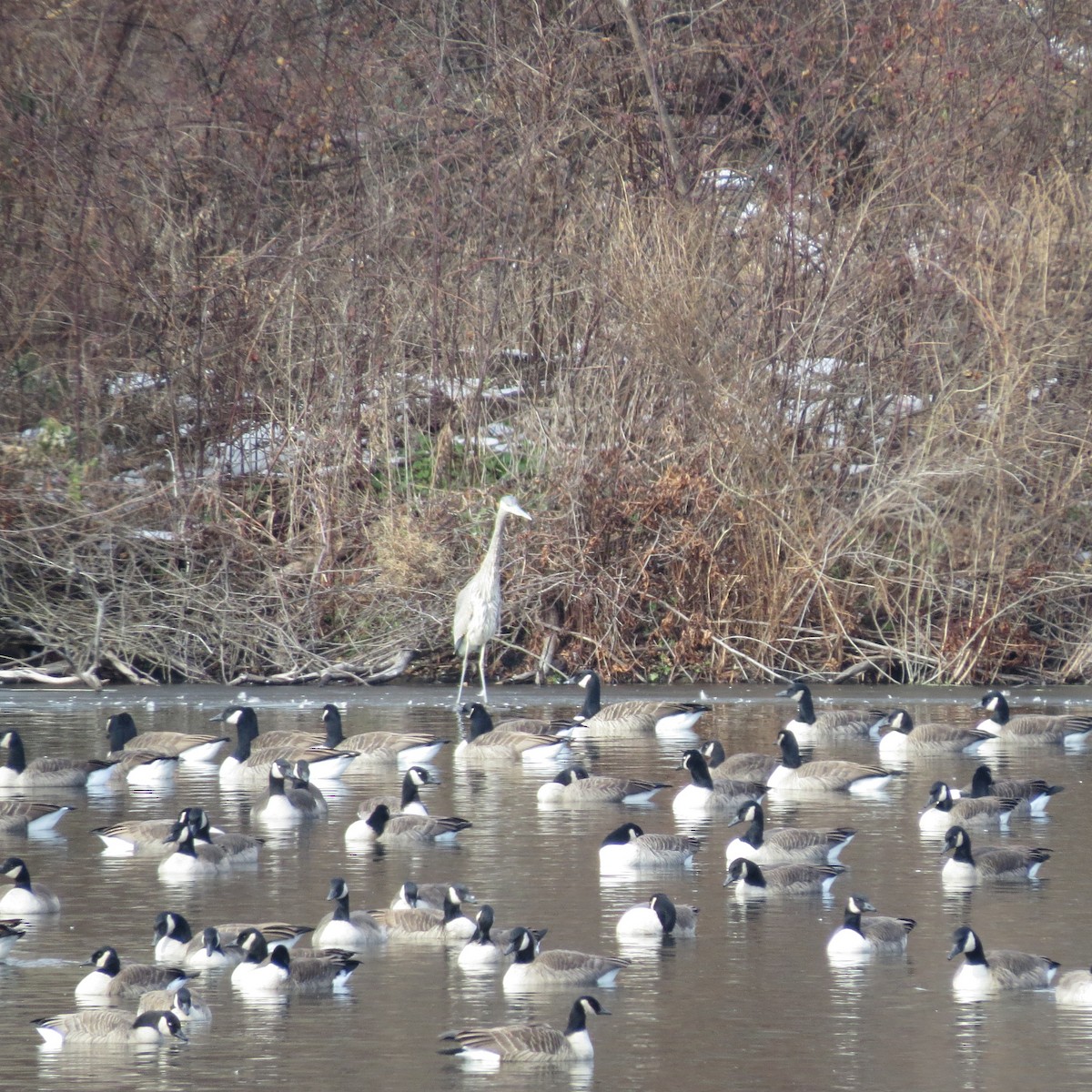 Grand Héron - ML646538900