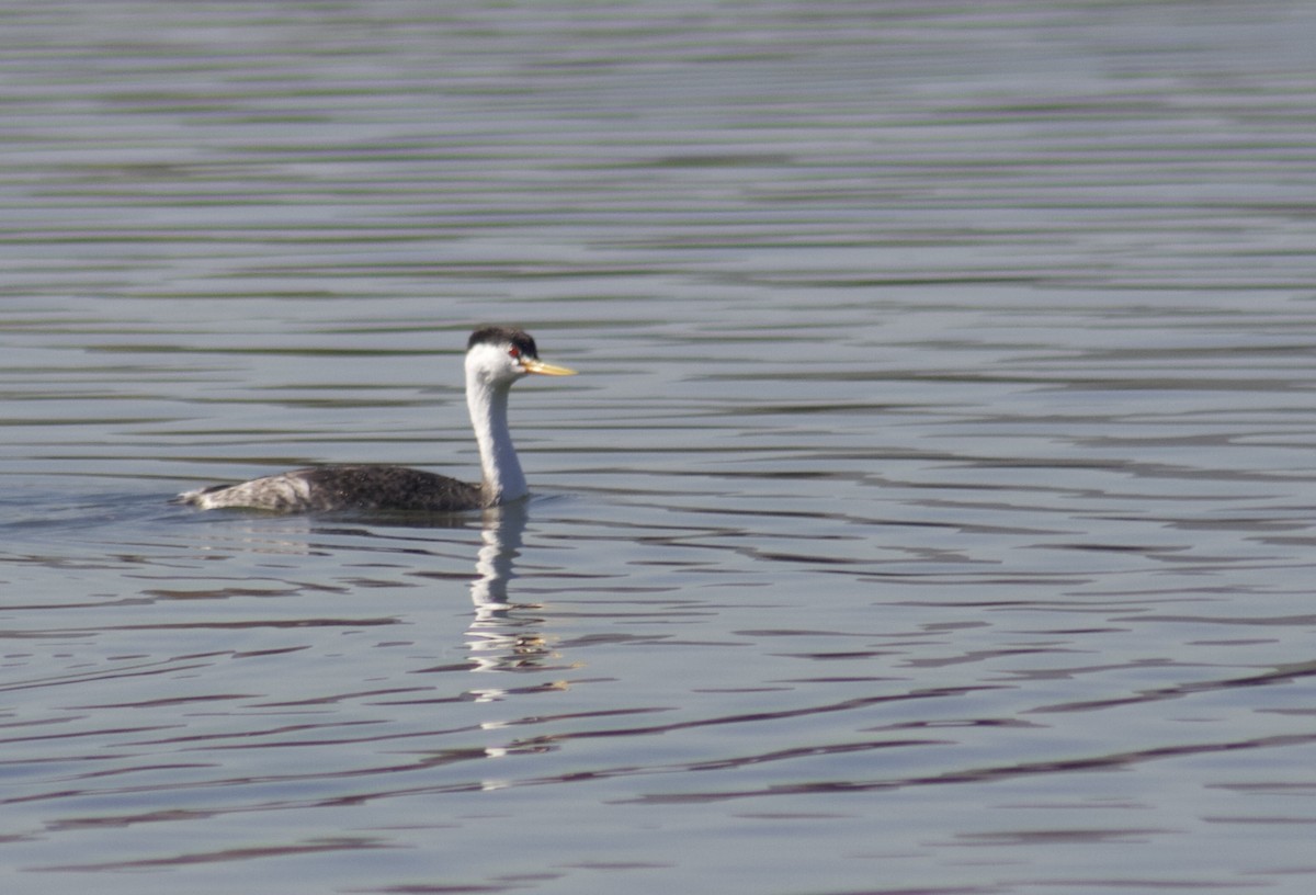 Grèbe à face blanche - ML646538901