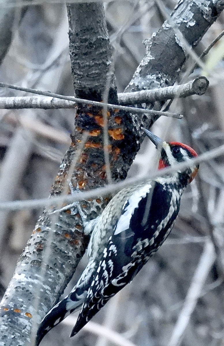 Pic à nuque rouge - ML646538902