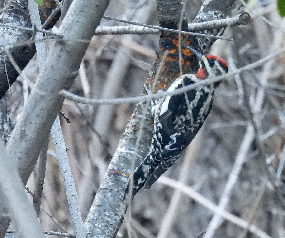 Pic à nuque rouge - ML646538903