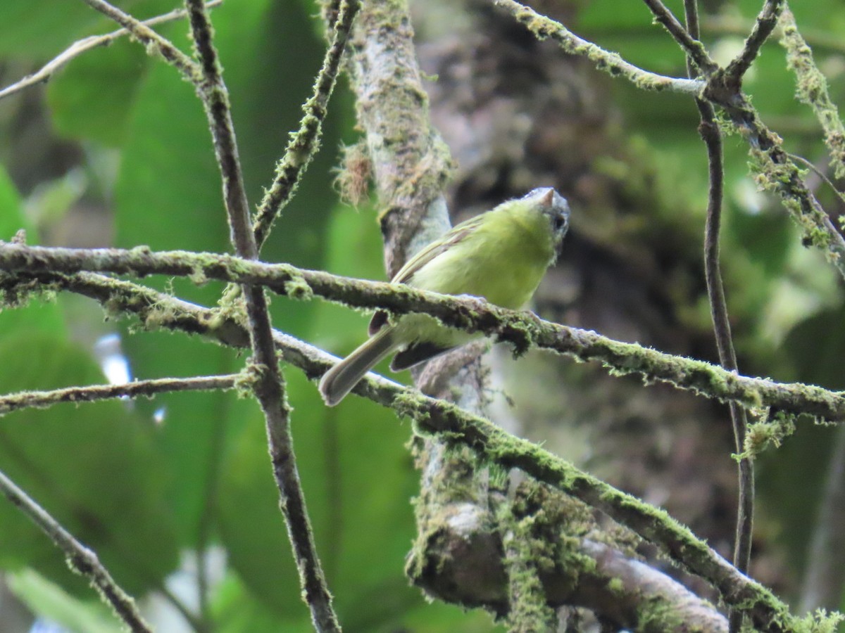 Tyranneau à tête cendrée - ML646538904