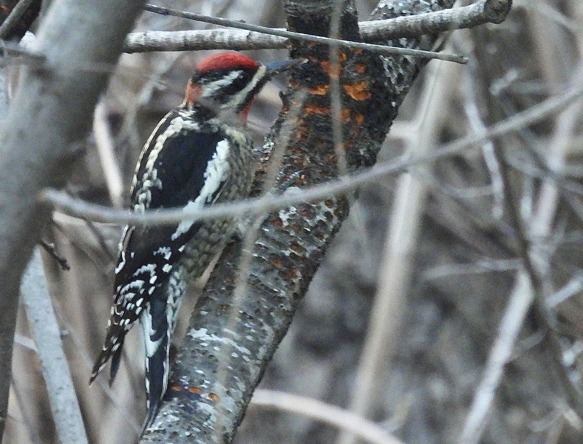 Pic à nuque rouge - ML646538905