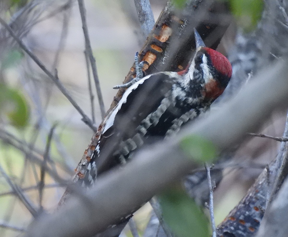Pic à nuque rouge - ML646538906
