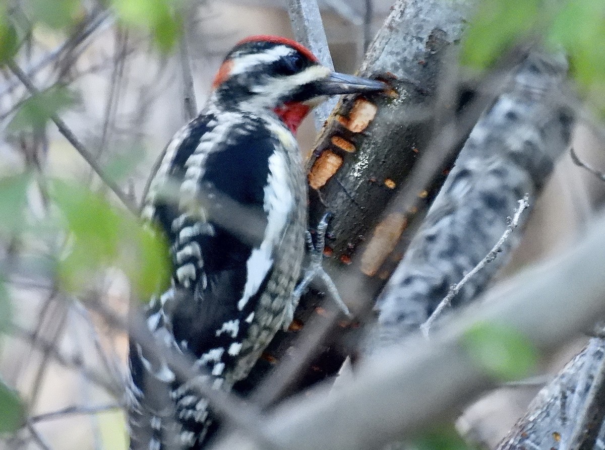 Pic à nuque rouge - ML646538907