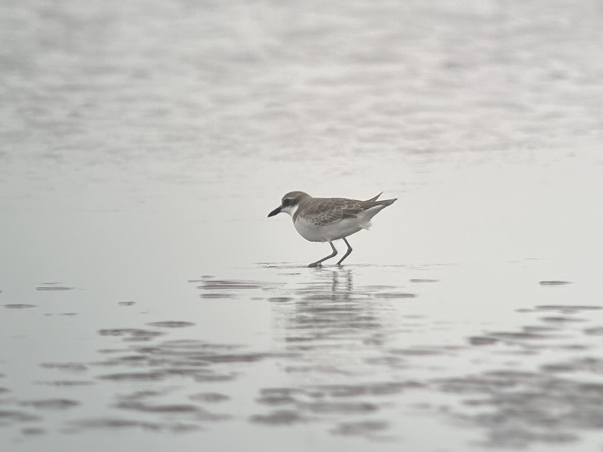 Pluvier de Mongolie, P. du Tibet ou P. de Leschenault - ML646538908