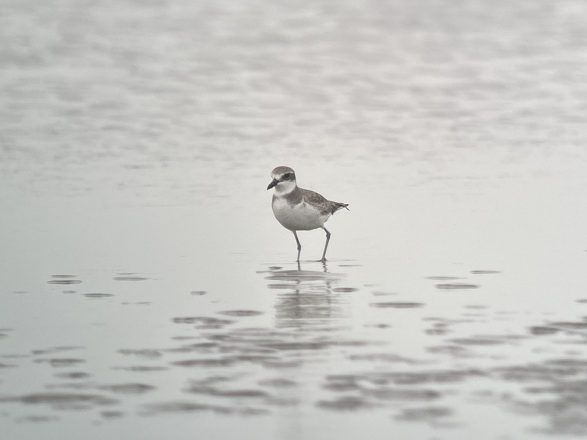 Pluvier de Mongolie, P. du Tibet ou P. de Leschenault - ML646538909