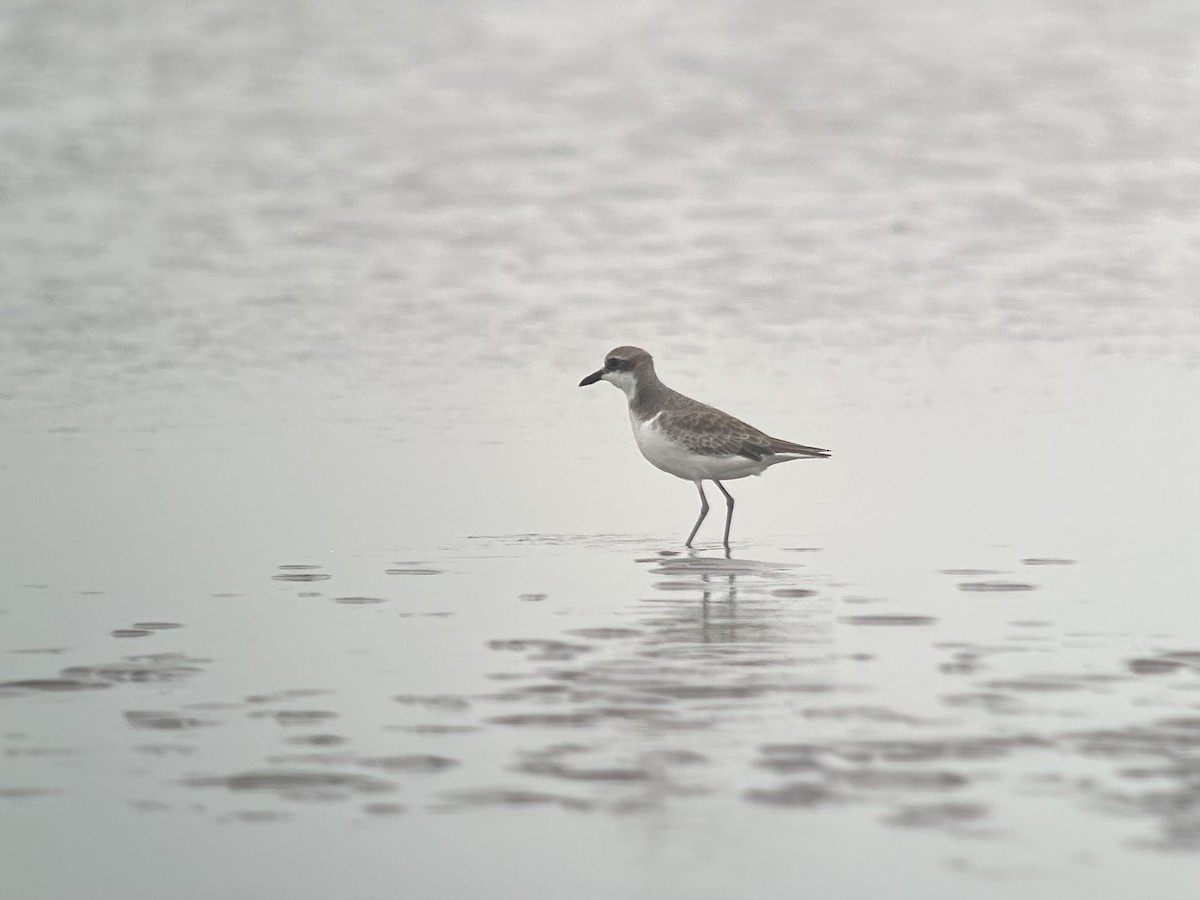 Pluvier de Mongolie, P. du Tibet ou P. de Leschenault - ML646538910
