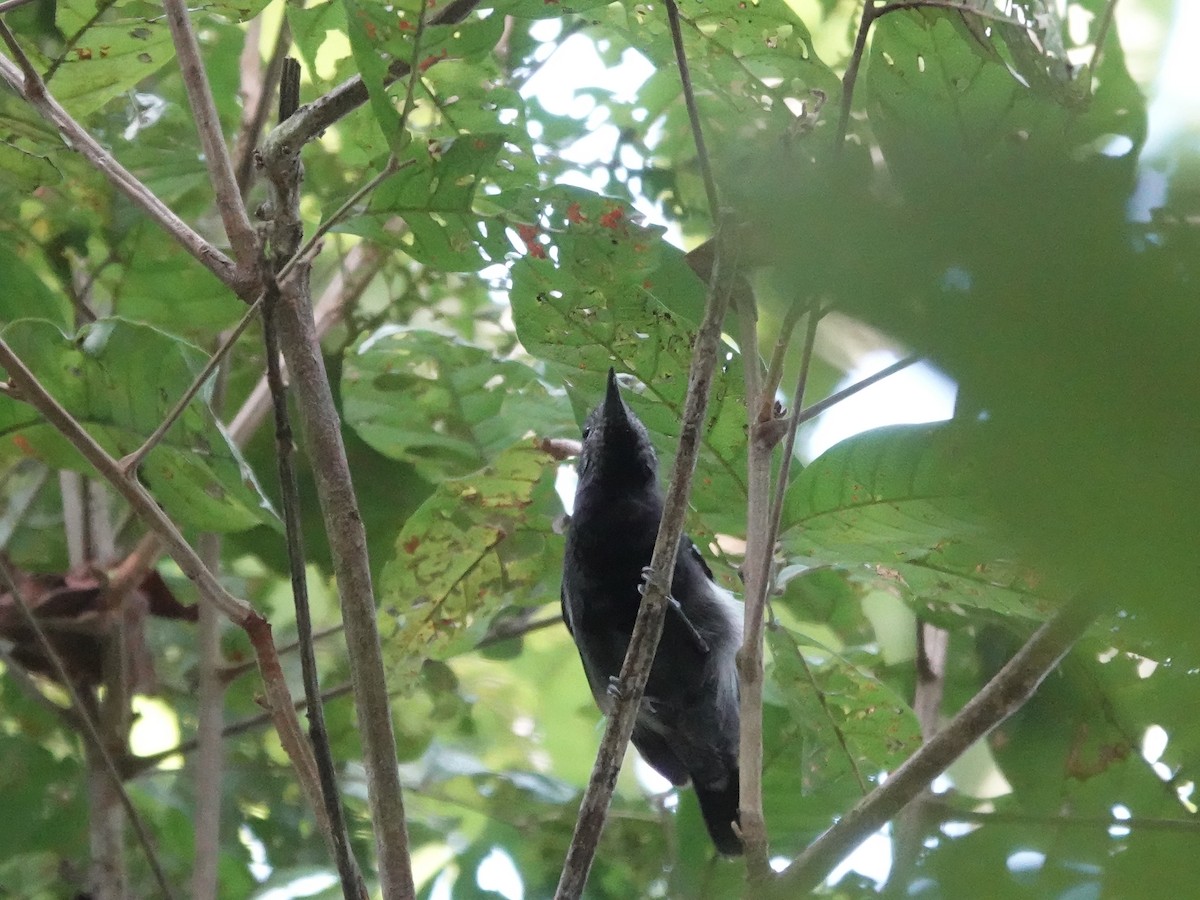 Myrmidon à flancs blancs - ML646538911