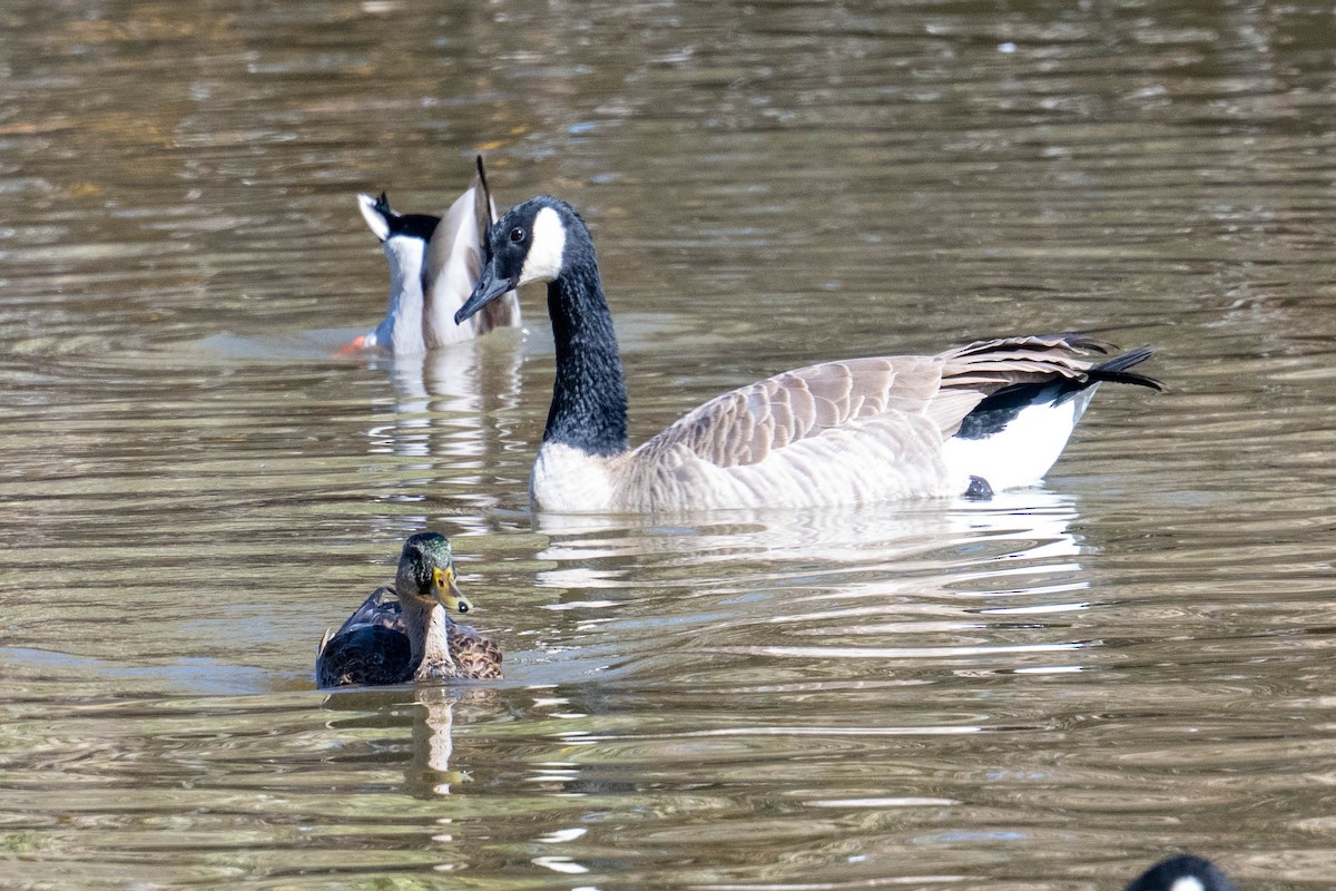 Canada Goose - ML646538912