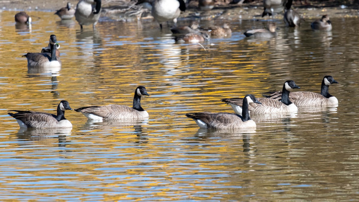 Canada Goose - ML646538913