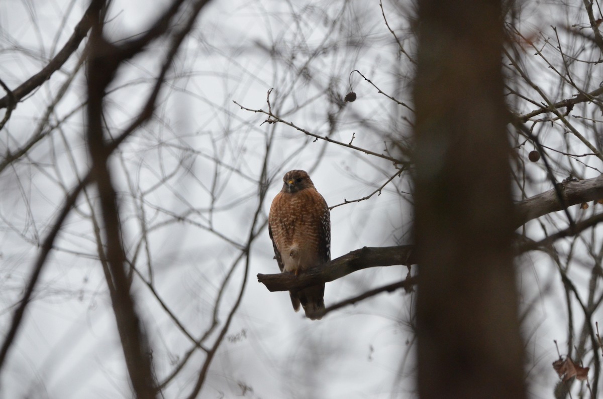 káně páskovaná - ML646538914