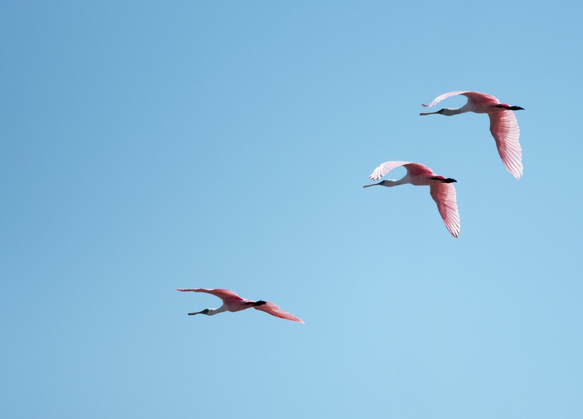 Espátula Rosada - ML646538915