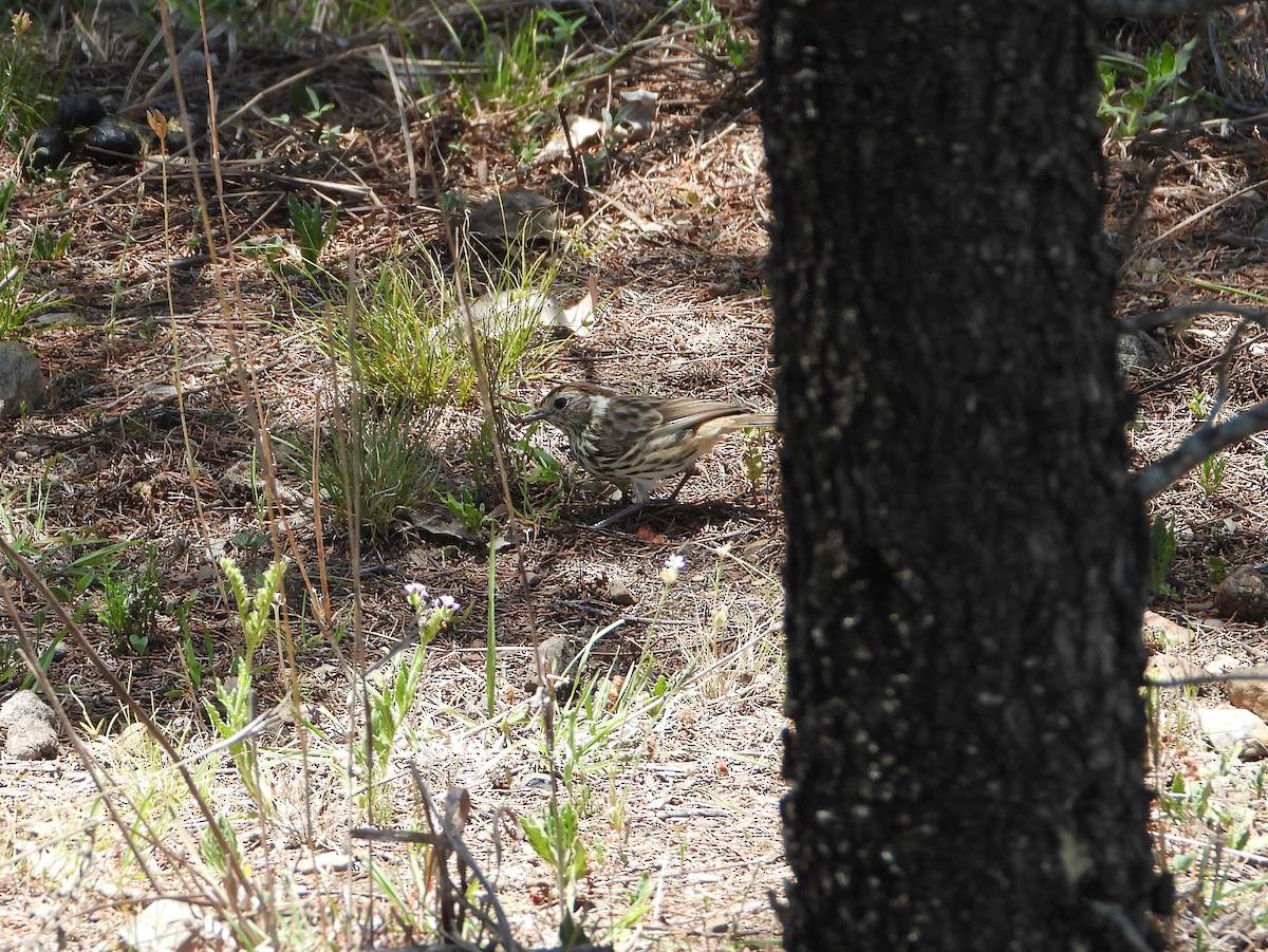 Speckled Warbler - ML646538916