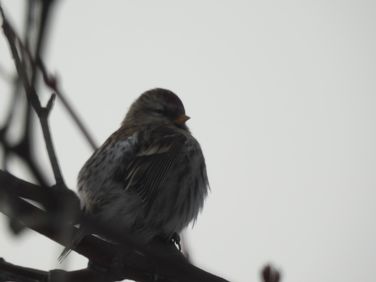 čečetka zimní (ssp. flammea) - ML646538917