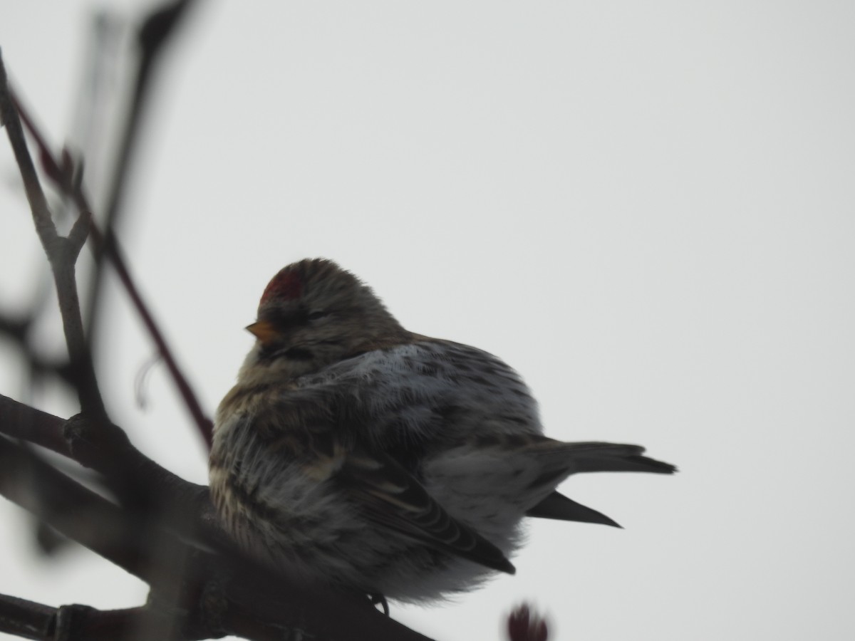 čečetka zimní (ssp. flammea) - ML646538918