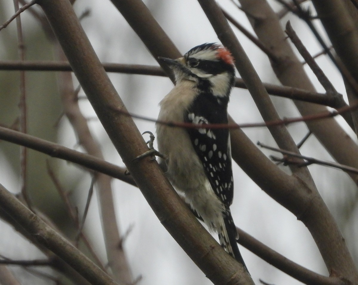 Downy Woodpecker - ML646538922
