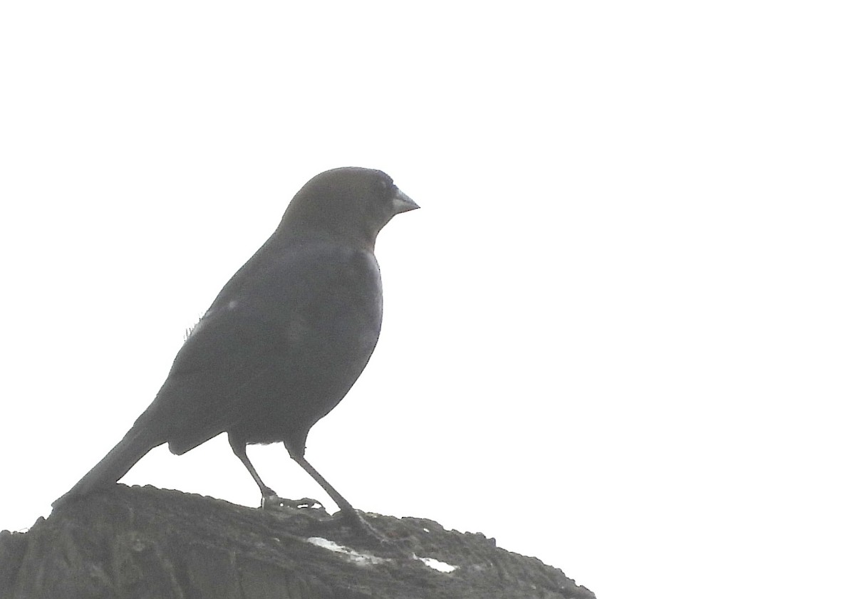 Brown-headed Cowbird - ML646538924