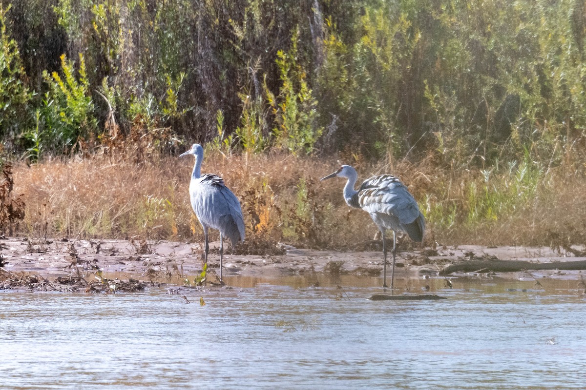 Sandhill Crane - ML646538925