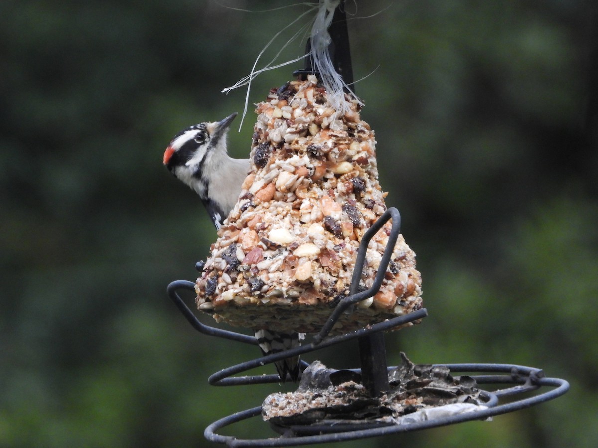 Downy Woodpecker - ML646538926