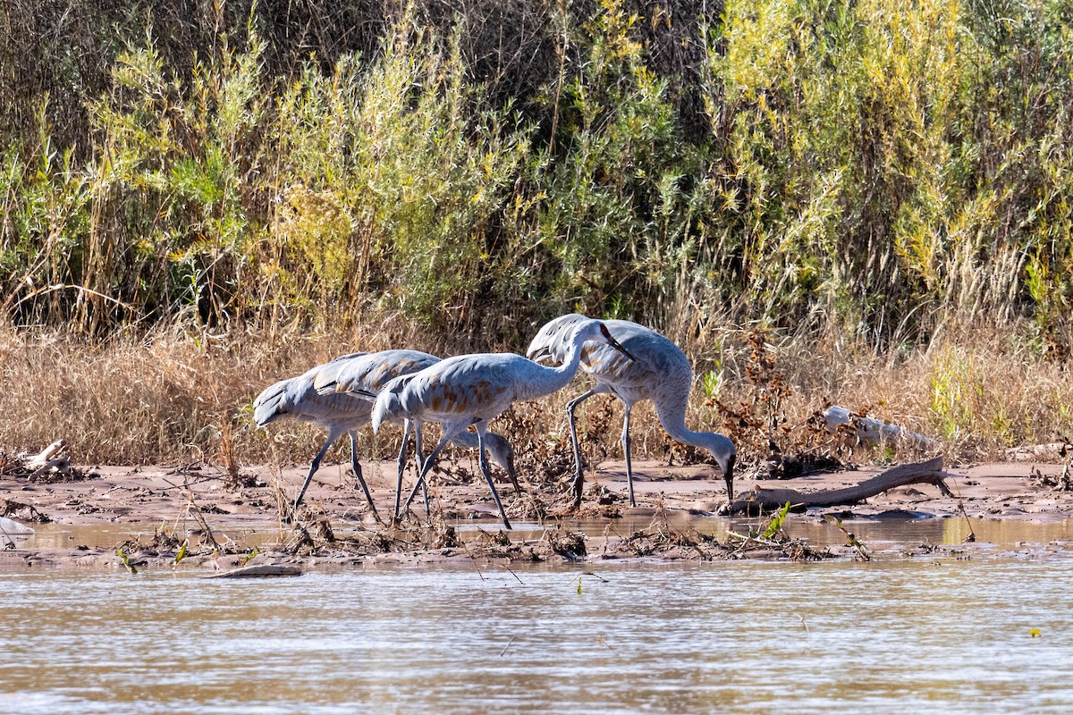 Sandhill Crane - ML646538927