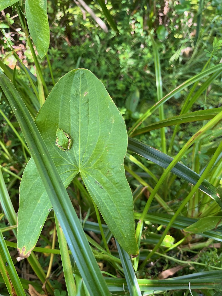 Pacific chorus frog - ML646538928