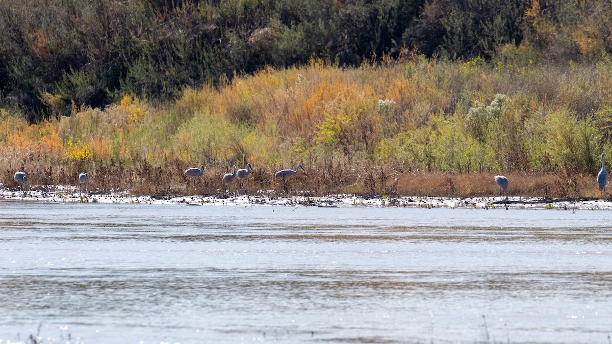 Sandhill Crane - ML646538929