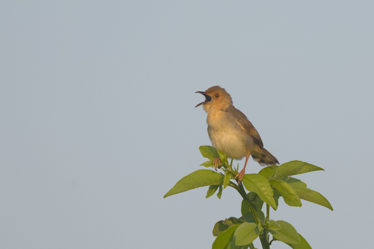 Cistícola Carirrojo (grupo erythrop) - ML646538930