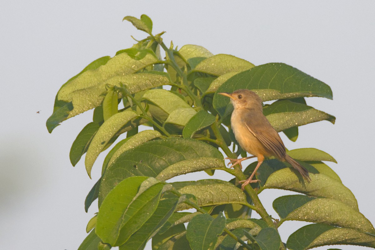 Cistícola Carirrojo (grupo erythrop) - ML646538931