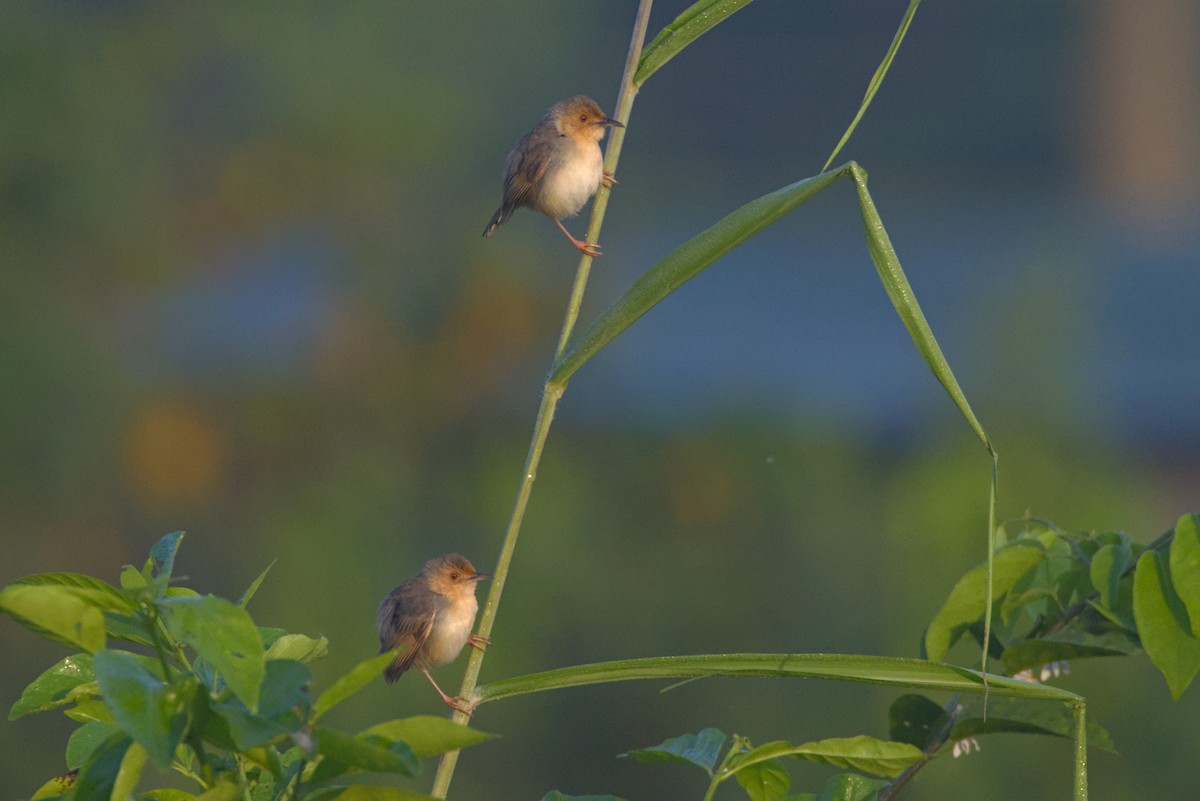 Cistícola Carirrojo (grupo erythrop) - ML646538932