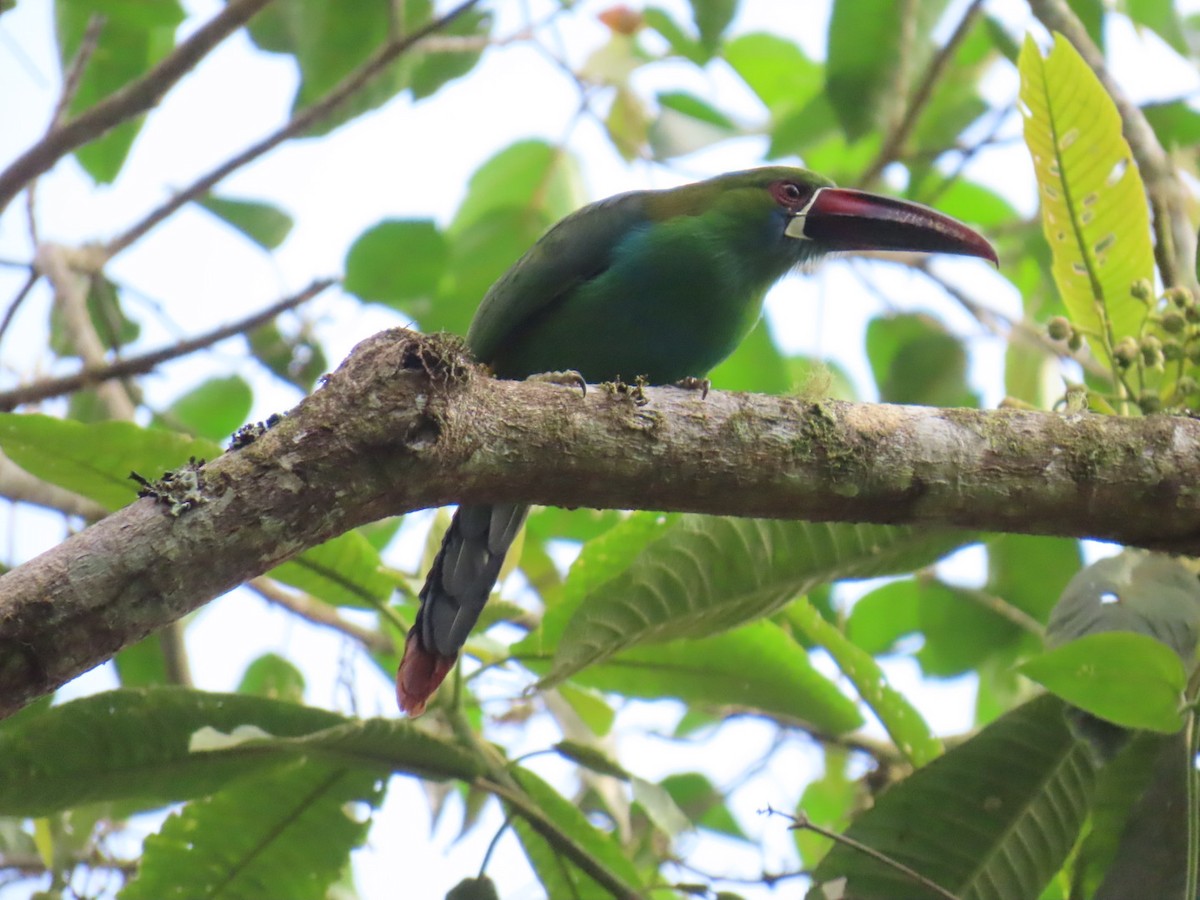 Crimson-rumped Toucanet - ML646538933