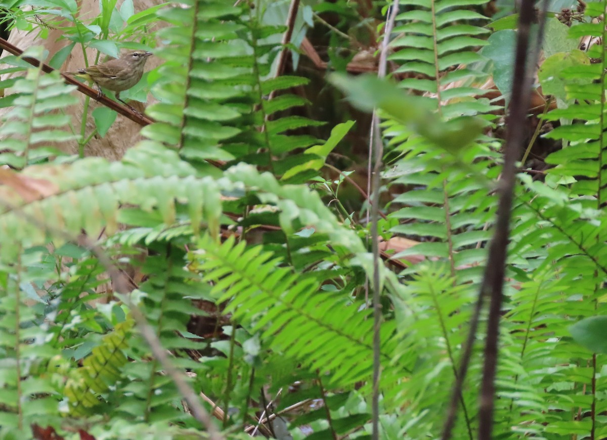 Palm Warbler - ML646538934