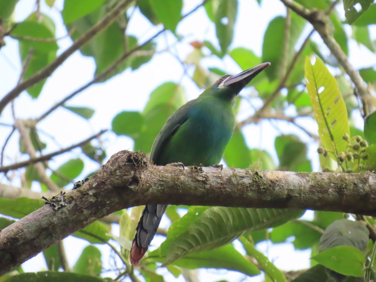 Crimson-rumped Toucanet - ML646538935