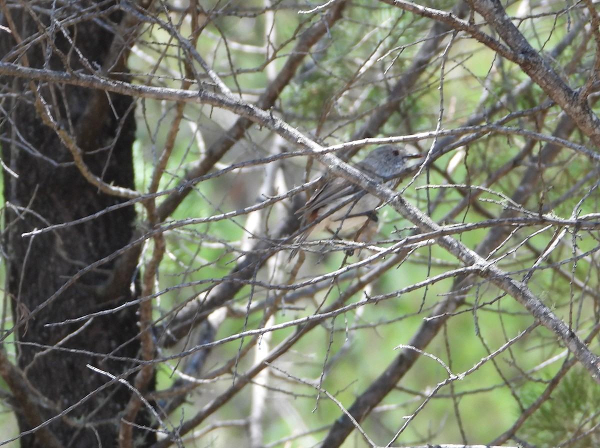 Inland Thornbill - ML646538937