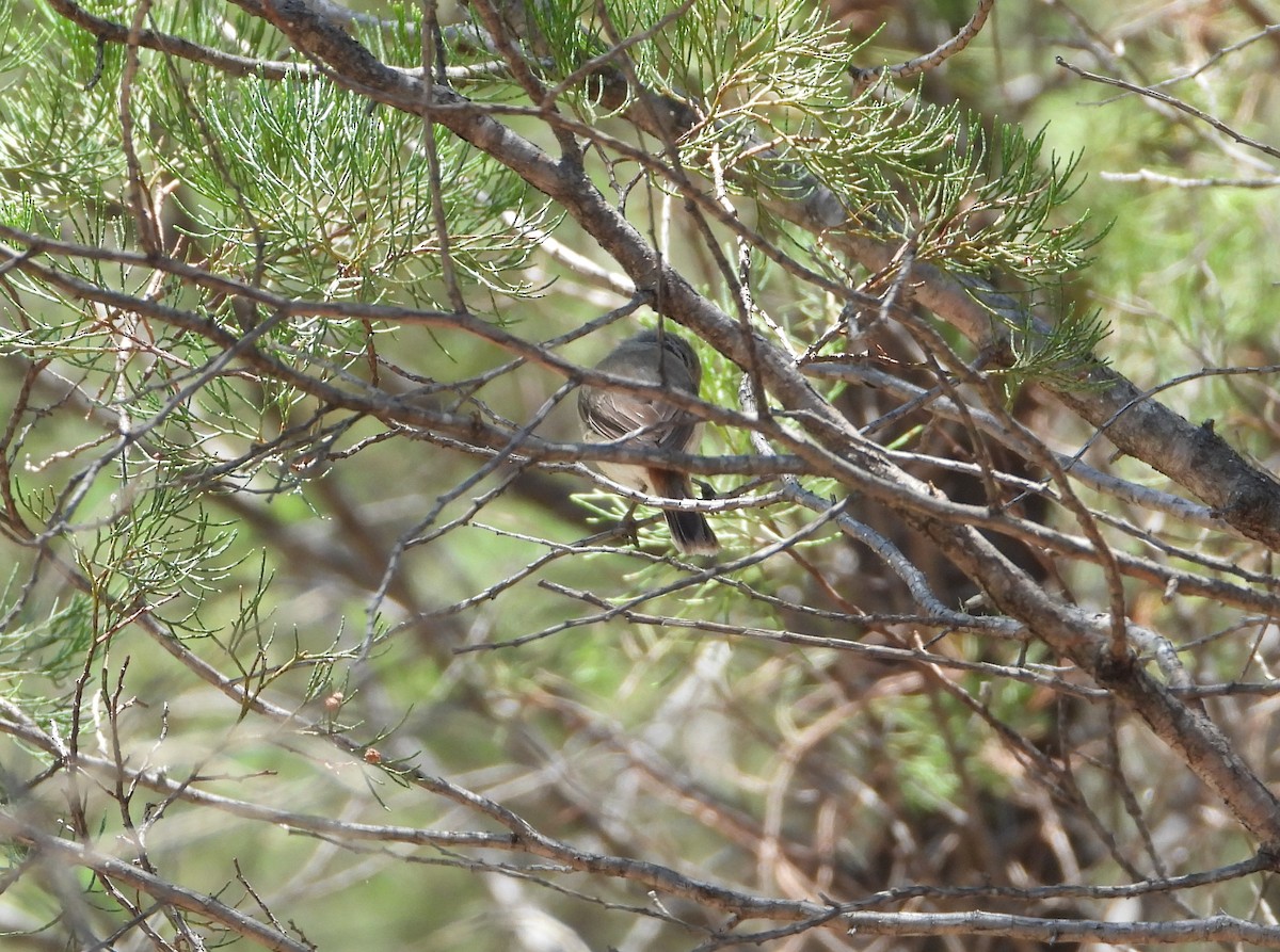 Inland Thornbill - ML646538938