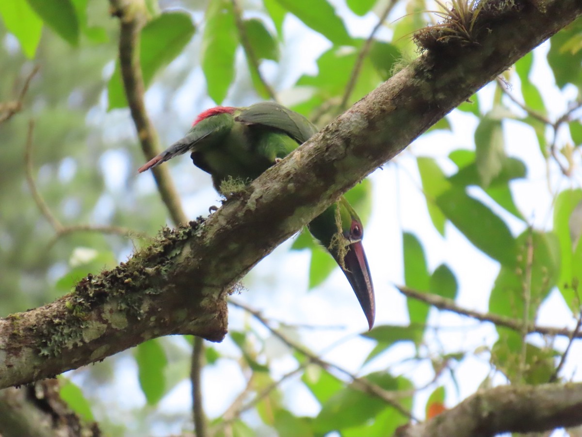 Crimson-rumped Toucanet - ML646538939