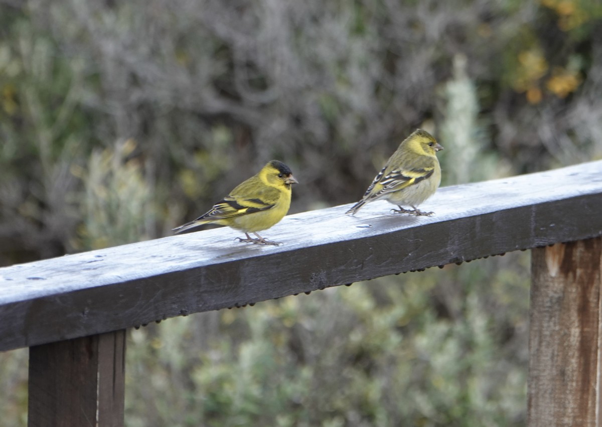 Black-chinned Siskin - ML646538940