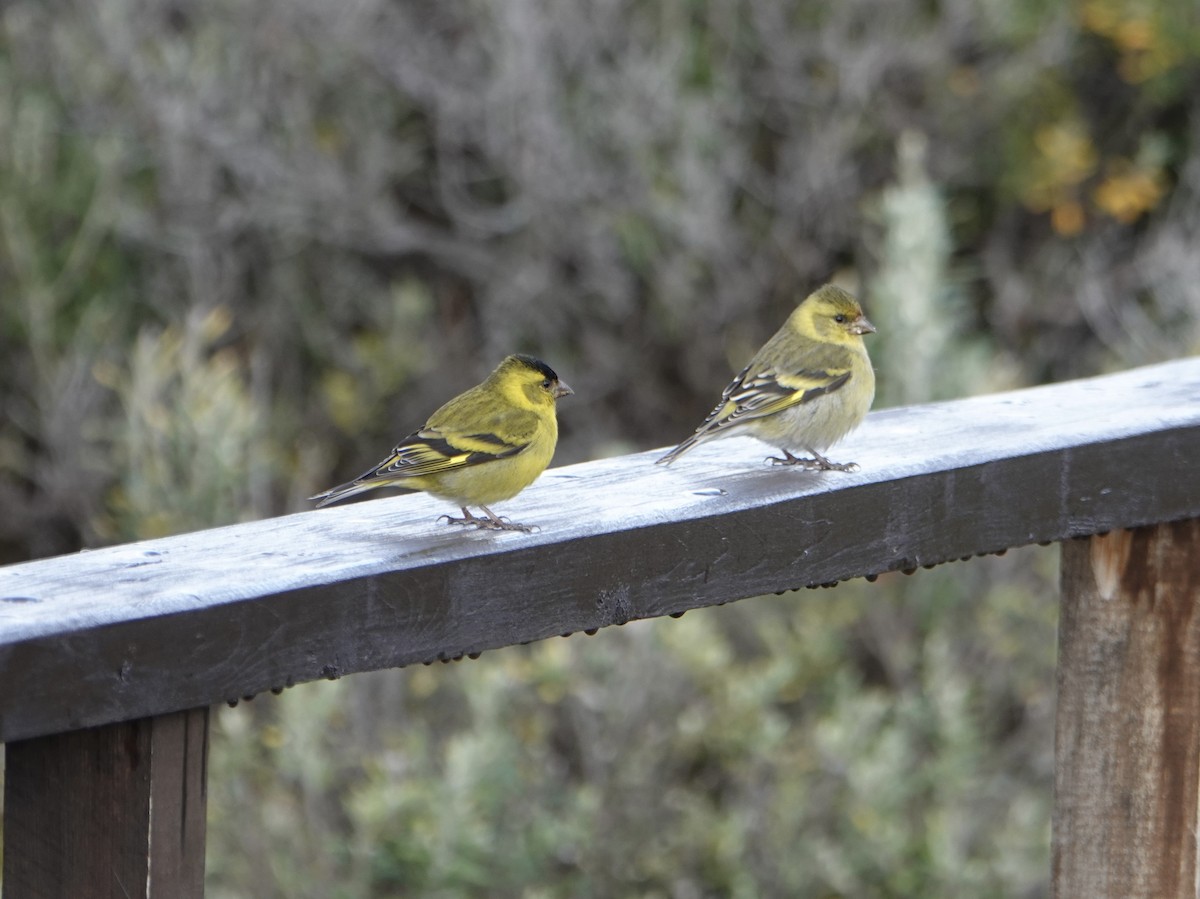 Black-chinned Siskin - ML646538941