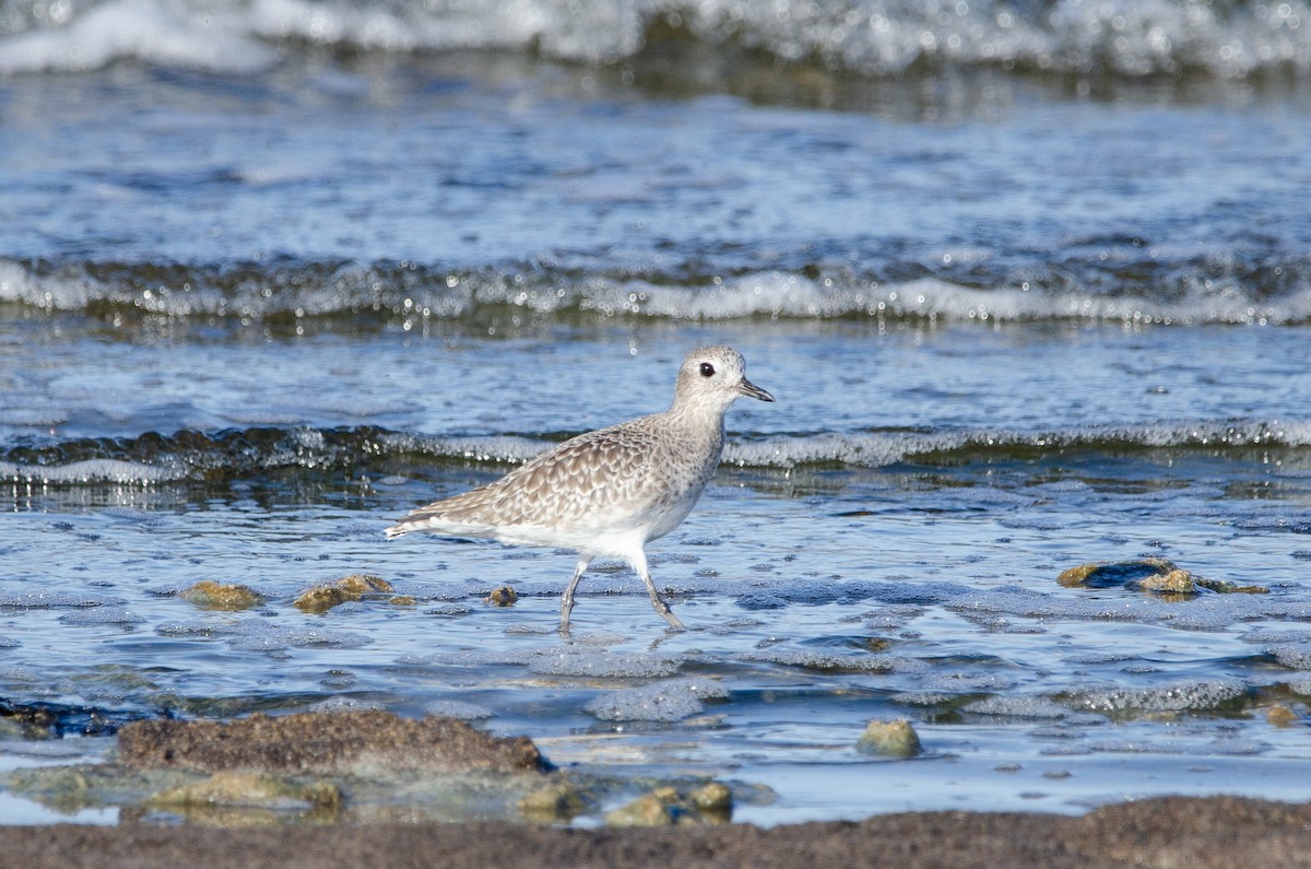 Black-bellied Plover - ML646538942