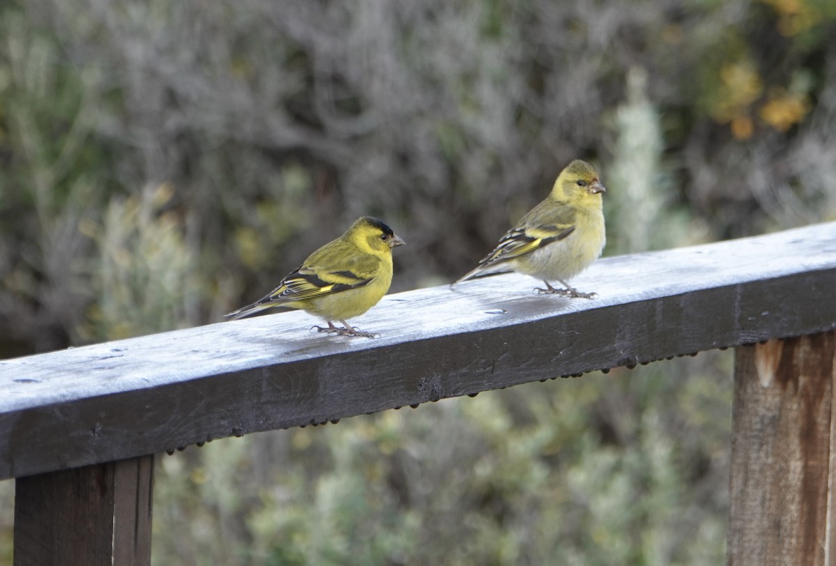 Black-chinned Siskin - ML646538943