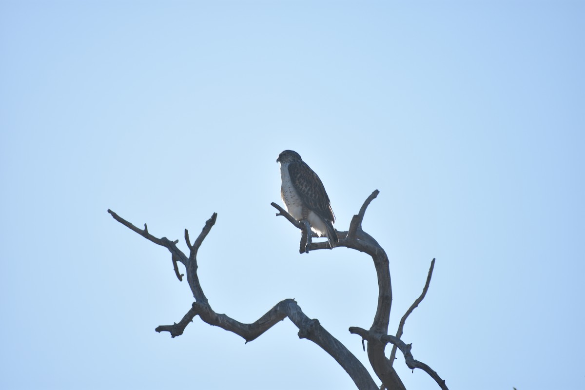 Ferruginous Hawk - ML646538944