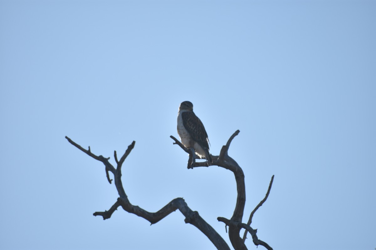 Ferruginous Hawk - ML646538945