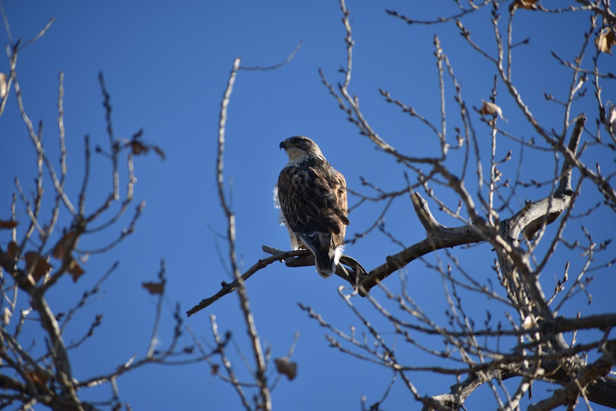 Ferruginous Hawk - ML646538946