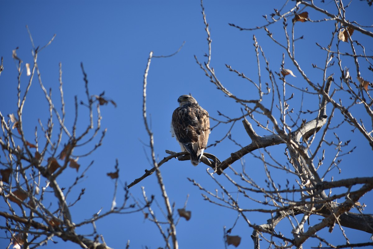 Ferruginous Hawk - ML646538947