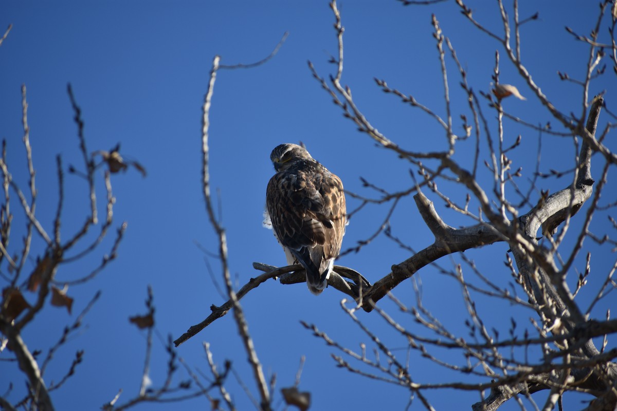 Ferruginous Hawk - ML646538948