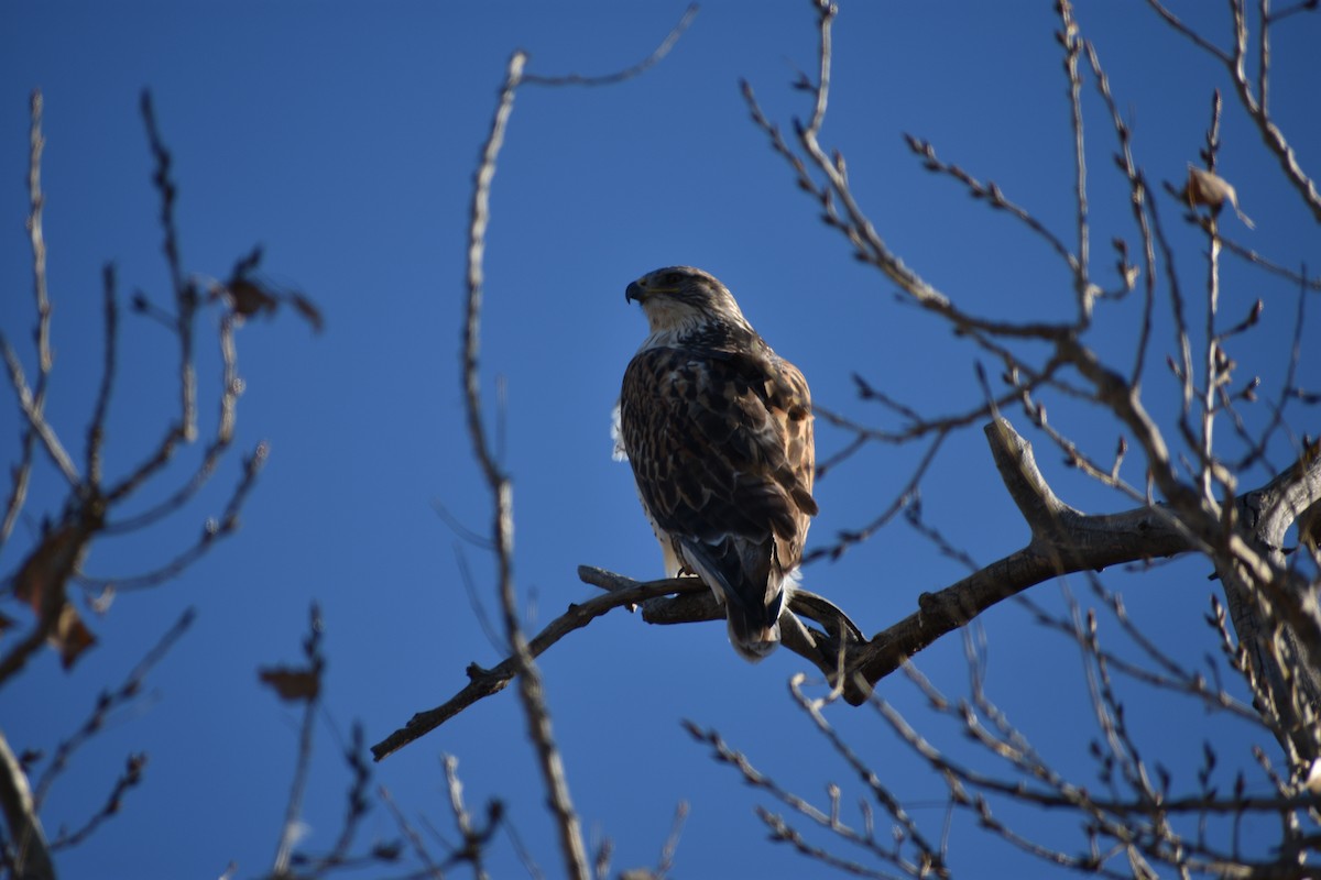 Ferruginous Hawk - ML646538949