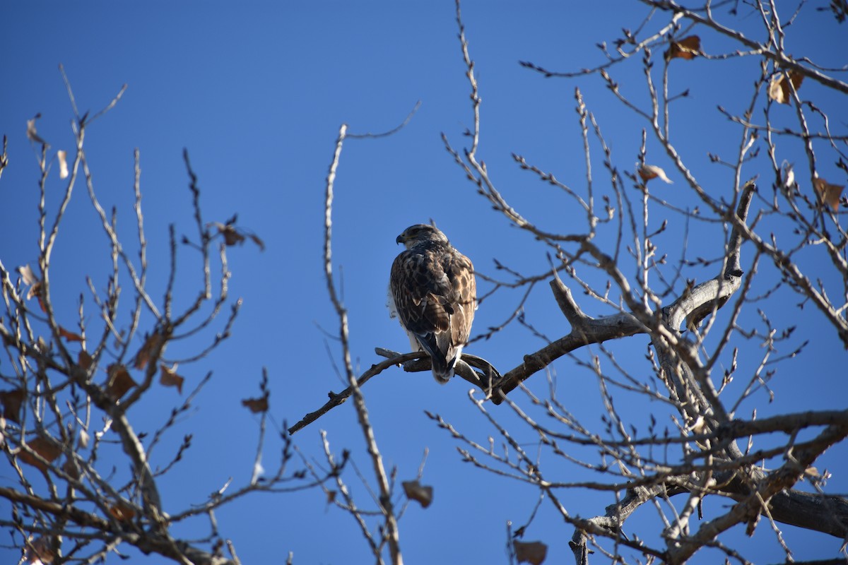 Ferruginous Hawk - ML646538950