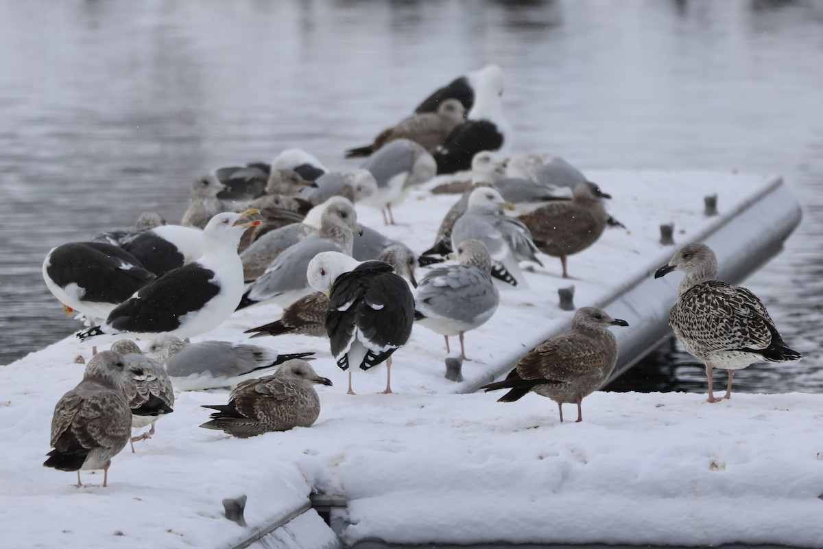 Great Black-backed Gull - ML646538951