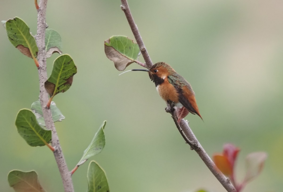 Allen's Hummingbird - ML646538954