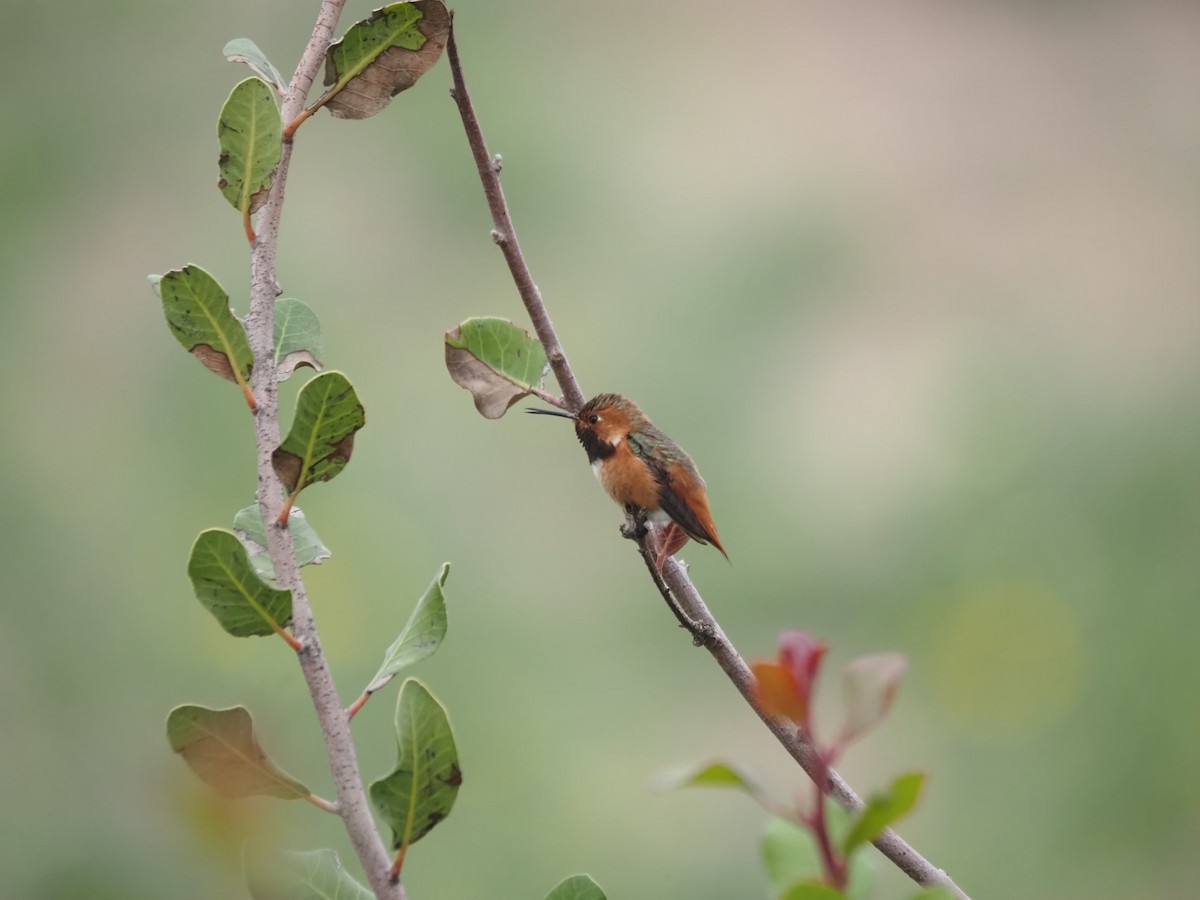 Allen's Hummingbird - ML646538955